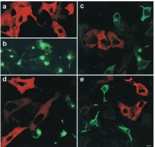 FIG. 4. Disruption of the dynein-dynactin complex results in inhibition of infection. (a, c, d, and e) A plasmid expressing Myc-taggedp50/dynamitin was transfected into Vero cells and detected using antibodies against the Myc epitope tag and secondary anti-mouse Ig-rhodamine