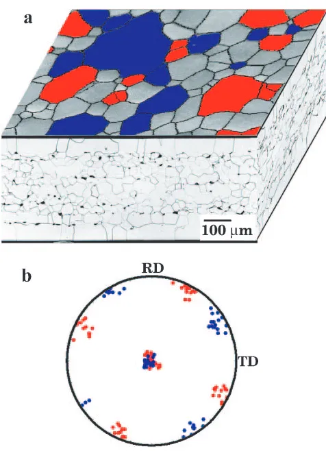 Fig. 9Grain structures of the sample after heating up to 1323 K; (a) anOIM image of surface grain structures and optical micrographs of cross-sections, (b) a {100} pole ﬁgure for the selected grains near sheet surfaces,which have {100} planes within 15� of