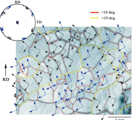 Fig. 10A surface OIM image and grain orientations of the sample decarburized at 1323 K for 12 h