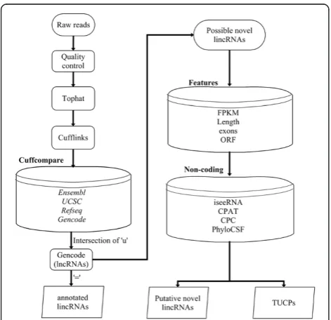 Figure 9 An overview of our pipeline for obtaining annotatedlincRNAs and putative novel lincRNAs from RNA-Seq dataset.TUCPs, the transcripts of uncertain coding potential; ‘u’, intergenictranscript in Cufflinks; ‘=’, complete match of intron chain in Cufflinks(see Methods).