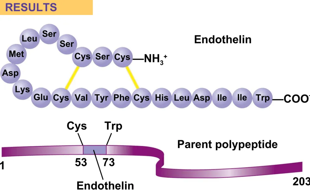 Fig. 42-12 Ser RESULTS Ser Ser CysCys —NH 3 +LeuMet Asp Lys