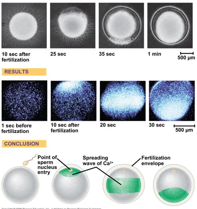 Fig. 47-4 EXPERIMENT 10 sec after fertilization 1 sec before fertilizationRESULTS CONCLUSION