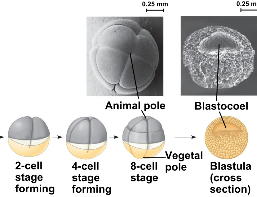 Fig. 47-8-6 Blastula (cross section)BlastocoelAnimal pole4-cellstageforming2-cellstageformingZygote8-cellstageVegetalpole0.25 mm 0.25 mm