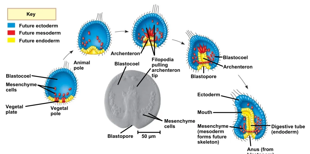 Fig. 47-9-6 Future ectodermKey Future endoderm Digestive tube  (endoderm)MouthEctodermMesenchyme(mesoderm forms future skeleton) Anus (from Future mesodermBlastocoelArchenteronBlastoporeBlastoporeMesenchymecellsBlastocoelBlastocoelMesenchymecellsArchentero