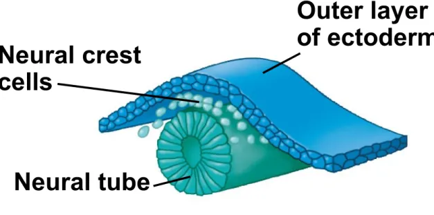 Fig. 47-12b-4 Neural tubeNeural crestcells Outer layer of ectoderm