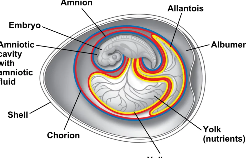 Fig. 47-15 Embryo Amnion Amniotic cavity with amniotic fluid Shell