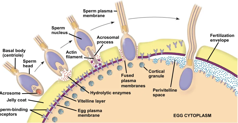 Fig. 47-3-5 Basal body (centriole) Sperm head Sperm-binding receptors Acrosome