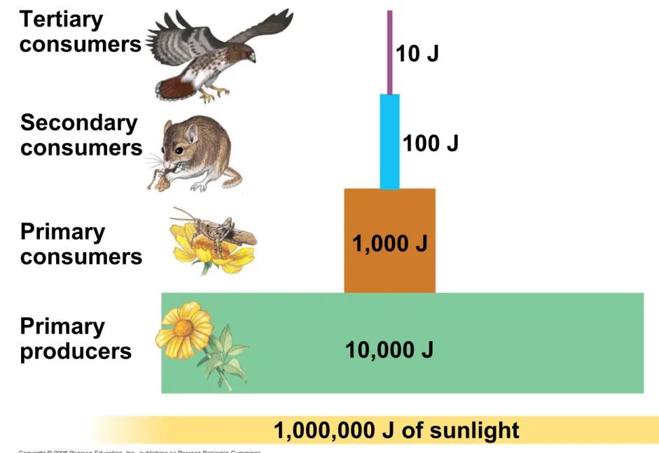 Fig. 55-10 Primary producers 100 J10 J1,000 J10,000 JPrimaryconsumersSecondaryconsumersTertiaryconsumers