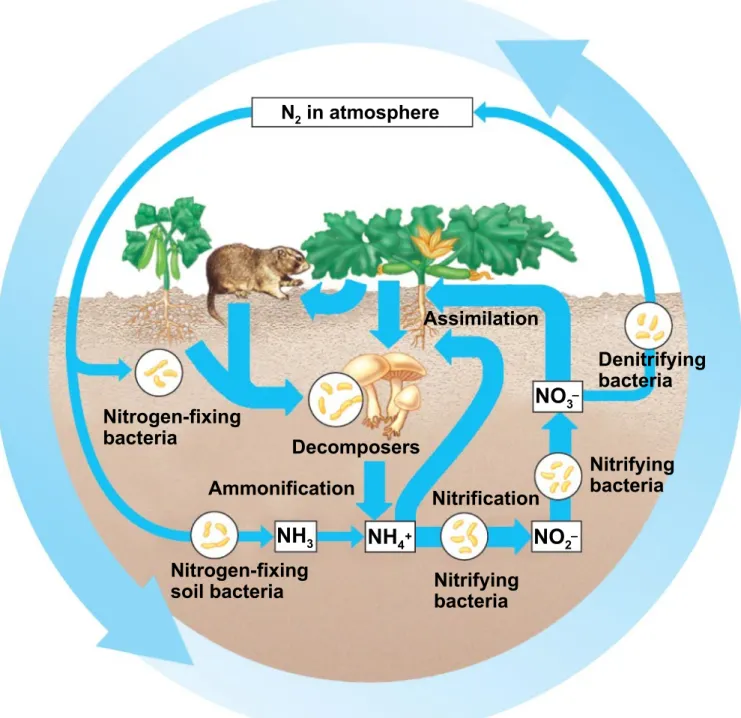 Fig. 55-14c DecomposersN2  in atmosphere Nitrification Nitrifying bacteria Nitrifyingbacteria DenitrifyingbacteriaAssimilationNH3NH4NO2NO3+––AmmonificationNitrogen-fixingsoil bacteriaNitrogen-fixingbacteria