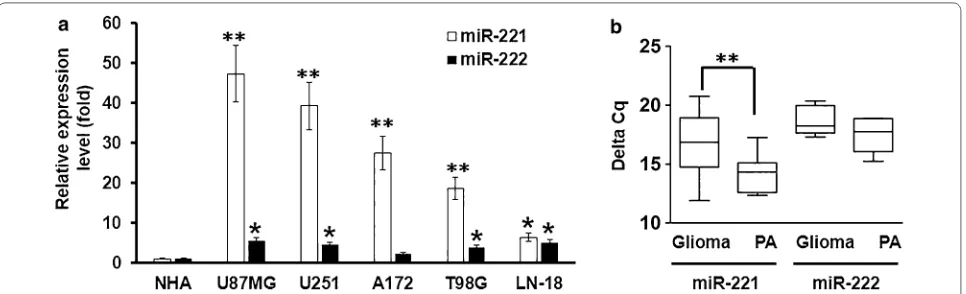 Figure 1 miR-221 expression in human glioma cells and glioma tissues from patients. a RT-qPCR showed the measurement of miR-221 and miR-222 expressions in different human glioma cell lines