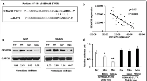 Figure 4 SEMA3B is a target of miR-221. a Binding sites of miR-221 (the black letters) on the SEMA3B mRNA 3′UTR