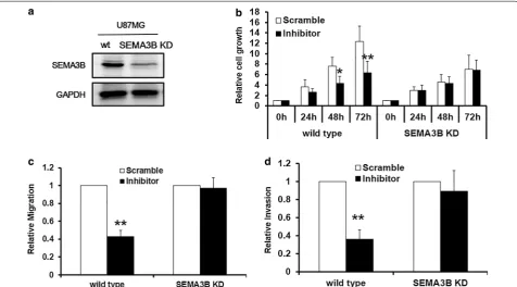 Figure 5 Knockdown endogenous SEMA3B reversed the effect of miR-221 Inhibitor. a Western blot showed SEMA3B level in a U87MG cells with SEMA3B gene stably silenced, b CCK-8 assay was employed to detect the cell proliferation in U87MG wild type and SEMA3B K