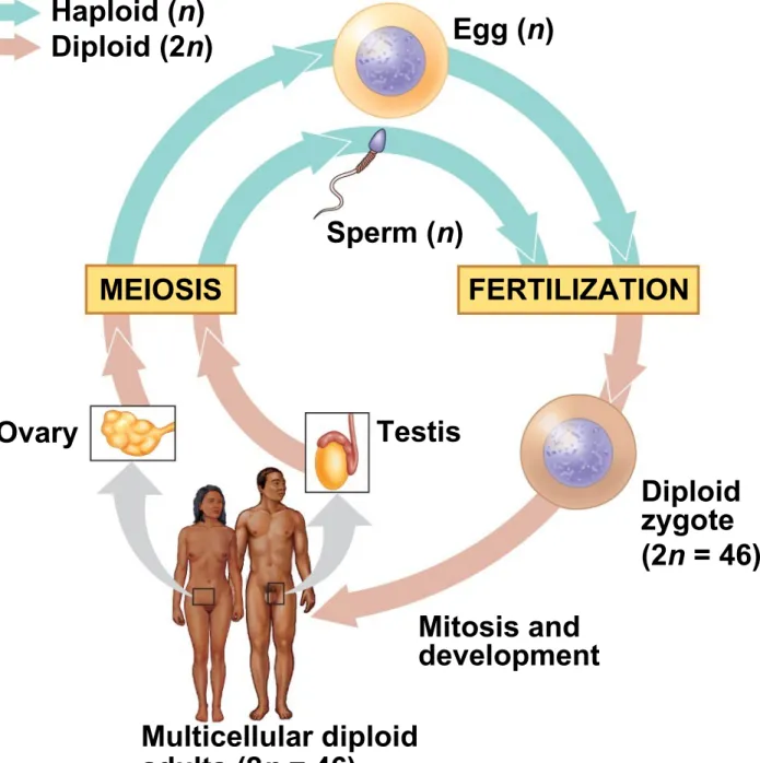 Fig. 13-5 Key Haploid (n) Diploid (2n) Haploid gametes (n = 23) Egg (n) Sperm (n) MEIOSIS FERTILIZATION Ovary Testis Diploid zygote (2n = 46) Mitosis and development Multicellular diploid adults (2n = 46)
