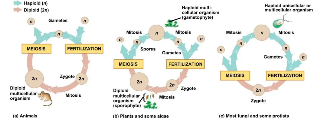 Fig. 13-6 Key Haploid (n) Diploid (2n) n Gametes n n n n Mitosis MEIOSIS FERTILIZATION MEIOSIS 2n Zygote 2n 2n MitosisDiploidmulticellular organism (a) Animals SporesDiploidmulticellularorganism(sporophyte)
