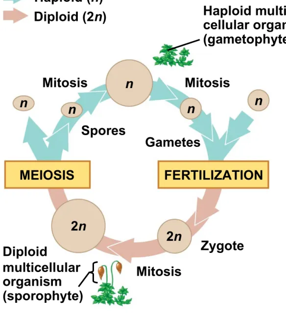Fig. 13-6b Key Haploid (n) Diploid (2n) n n n n n 2n 2nMitosis Mitosis Mitosis ZygoteSporesGametesMEIOSIS FERTILIZATIONDiploidmulticellular organism (sporophyte) Haploid  multi-cellular organism(gametophyte)