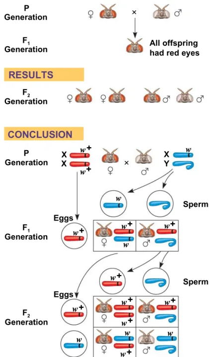 Fig. 15-4 P Generation Generation Generation Generation Generation GenerationF1F2 All offspring had red eyes