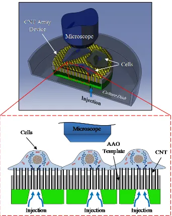 Figure 1.3: Schematic illustration of the concept of vertically aligned CNT-based array platform for intracellular transfection of population of cells and biological applications