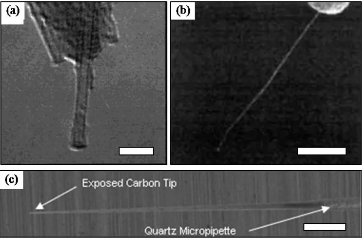 Figure 2.4: Probes tipped with carbon nanostructures. (a) CNT-tipped AFM probe (Scale bar: 10  µm)