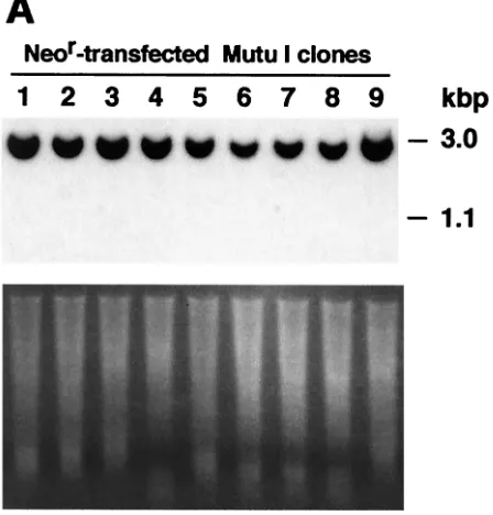 FIG. 3. Detection of DNA from the EBV plasmid and transfectedEBER DNA in Mutu I cell clones