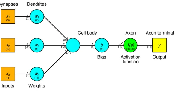 Figure 3.1: Corresponding elements between a biological and artificial neuron. The top labels are for the biological parts and the bottom ones are for the artificial  counter-parts