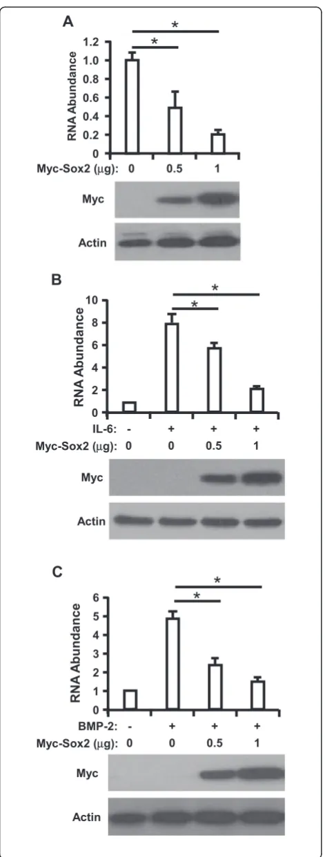 Figure 1 Overexpression of Sox2 can negatively regulate HAMPincreasing amount of plasmids expressing Myc-Sox2 (pcDNA3.1-Mycvector was used to balance the DNA to the same quantity in eachgroup), and cell were harvested for RT-qPCR assay to determine HAMPexp