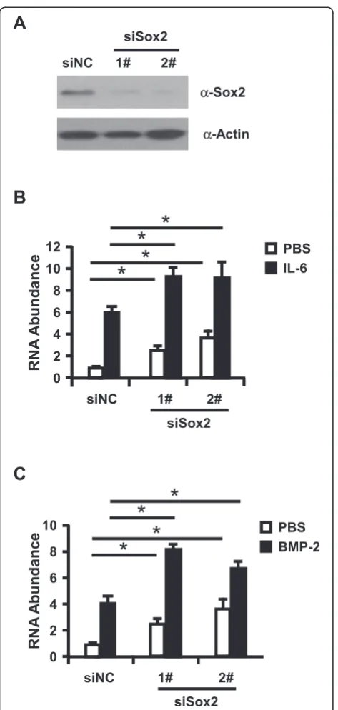 Figure 2 Knockdown of Sox2 can further increase HAMP expressionin Huh7 cells. (A) Huh7 cells were transfected with Sox2-targetingsiRNAs and control siRNA