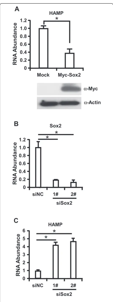 Figure 4 Sox2 negatively regulate HAMP2 expression in primaryhepatocytes. Primary hepatocytes were cultured and lentivirusexpressing Myc-Sox2 (A) or shRNA targeting Sox2 (B and C) infectedthe cells