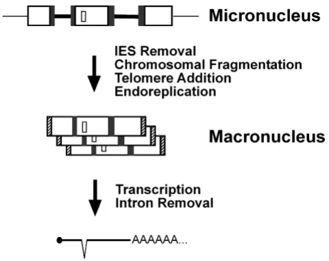 Figure 1Different layers of DNA and RNA processing in ciliatesDifferent layers of DNA and RNA processing in cili-ates