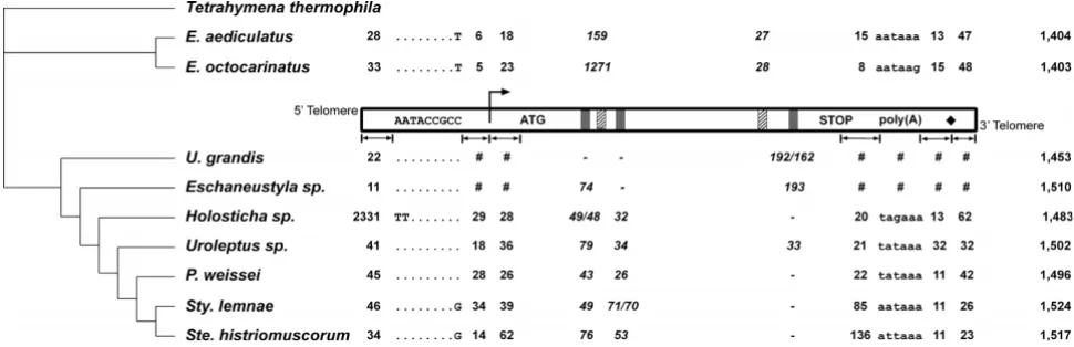 Figure 2αthe next motif. For example, numbers in the first column represent distances from the 5' telomere to the 5' conserved motif