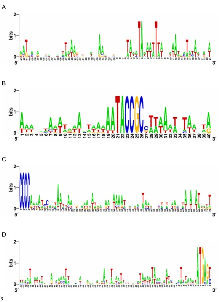 Figure 3Sequence logos of the 5' subtelomeric regions of the DNA pol α genes from nine spirotrichous ciliatesSequence logos of the 5' subtelomeric regions of the DNA pol α genes from nine spirotrichous ciliates
