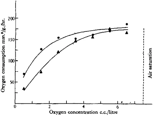 Fig. 2. Rates of oxygen consumption at 170 C. of Chironotmu at various concentrations of dissolvedoxygen; • normal animals, • animals with carboxyhaemoglobin