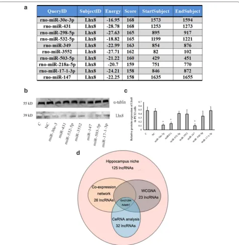 Fig. 2 Identification of differential lncRNAs associated with Lhx8 by ceRNA strategy. a Prediction of top 10 miRNAs targeting on 3′UTR of Lhx8 by miRanda