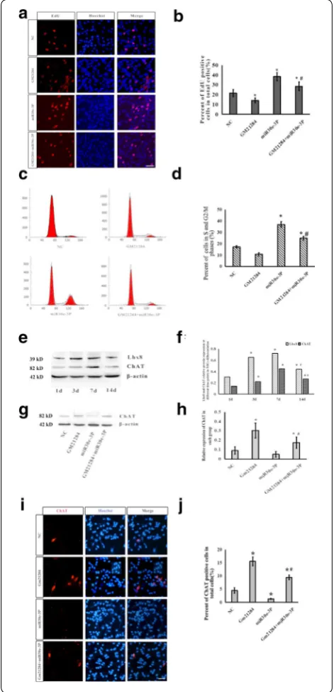 Fig. 5 Gm21284 promotes differentiation of NSCs to 