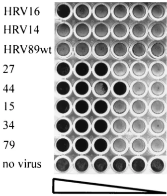 TABLE 5. Positions of mutations in HEp-2 cell-adapted HRV89