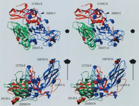 FIG. 3. Stereo image of a ribbon model of VP1, VP2, and VP3 (blue, green, and red, respectively) of HRV89 as calculated with Swiss-Model.The positions of the mutations are represented in space-ﬁlling mode
