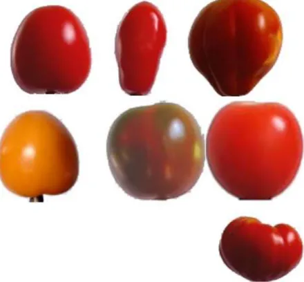 Figure 1: Dataset Tomato Samples 