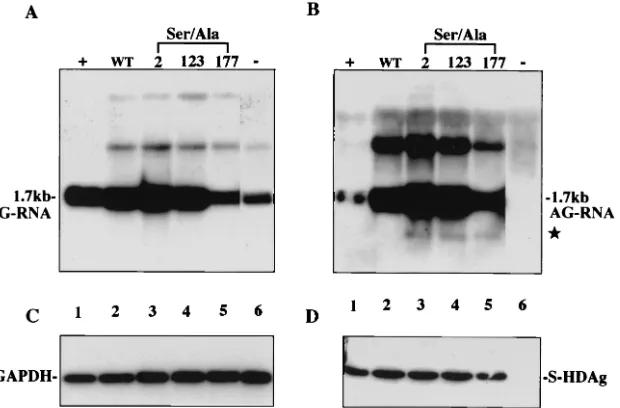 FIG. 3. Serine 177 of S-HDAg is dispensable for HDV antigenomic RNA production. pCDm2G was cotransfected with constructs expressingwild-type S-HDAg (lane 2), S-HDAg mutants (lanes 3 to 5; the number above each lanes indicates the location of the mutated residue), or salmon