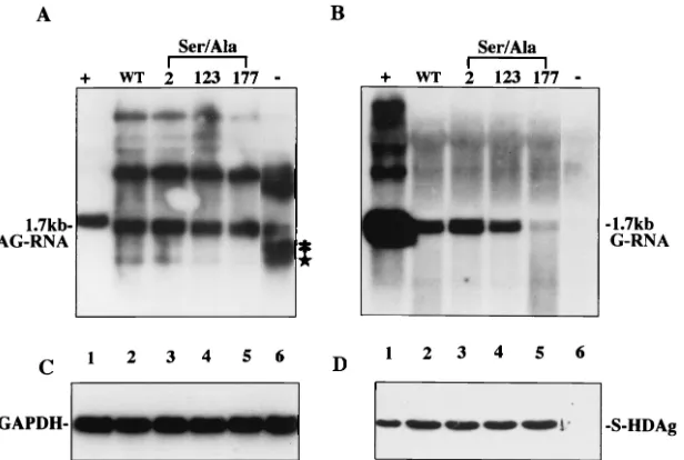 FIG. 5. The importance of serine 177 of S-HDAg in supportingHDV genomic RNA production was demonstrated by using a cDNA-