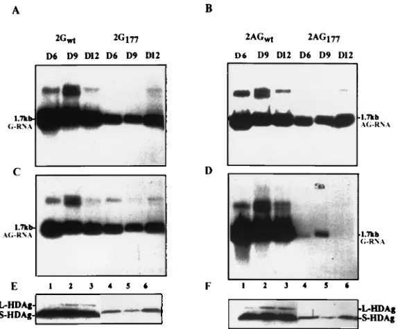 Fig. 6 was RT-PCR ampliﬁed, and the products were digested