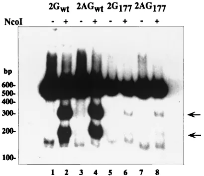 FIG. 7. Effect of serine 177 phosphorylation on RNA editing. Totalcellular RNA from transfection of wild-type dimers (pCD2G and