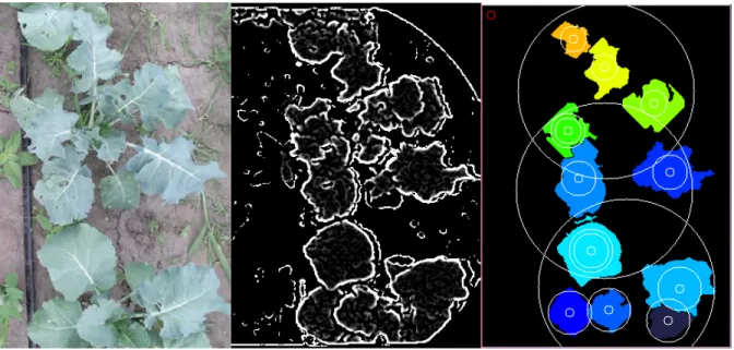 Figure 10. An example run-time output of venation extraction methods. The left image is the raw  image collected from the broccoli field