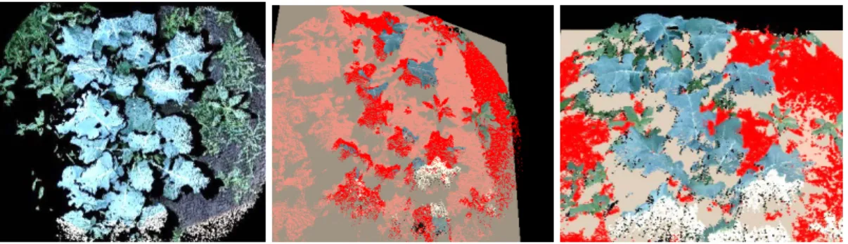 Figure 13. A sample failure case of the depth-based algorithm (broccoli, 22 DAT). The algorithm  failed to fit the correct ground plane and extract vegetation pixels in the point cloud (a) because  of the high weed coverage