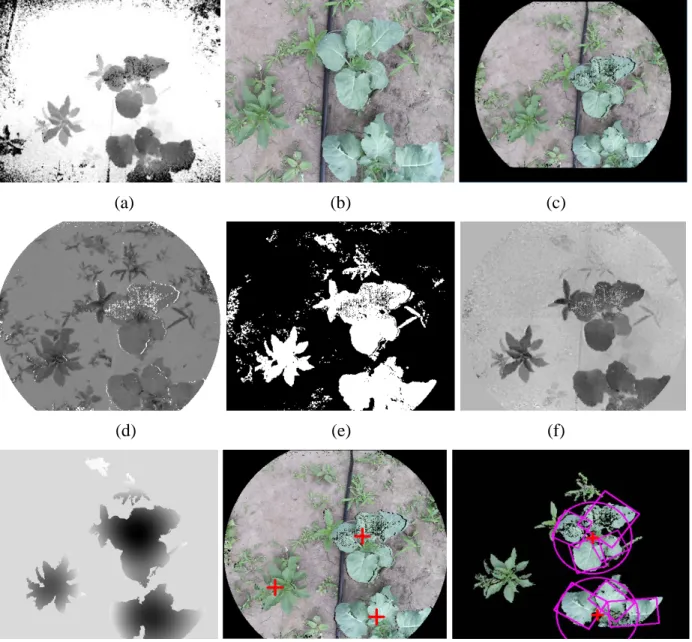 Figure 15. Sample broccoli plants images (16 DAT; 40k lux) at each image processing step  including: (a) depth and (b) color images; (c) color registration and filtered image; (d)  color-based weight map for segmentation; (e) segmented image, with white ve