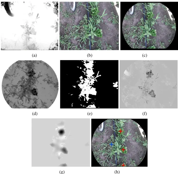 Figure 16. Sample lettuce plants images (Taken at 22 DAT; 8k lux). (a) depth and (b) color  images; (c) color registration and filtered image; (d) color-based weight map for segmentation; 