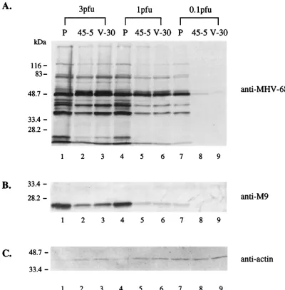 FIG. 9. Viral protein expression is inhibited in stable cell lines expressing Rd2. 45-5, V-30, and the parental 293T (P) cells were infected withwild-type MHV-68 at the different MOIs (PFU/cell) indicated above the panel