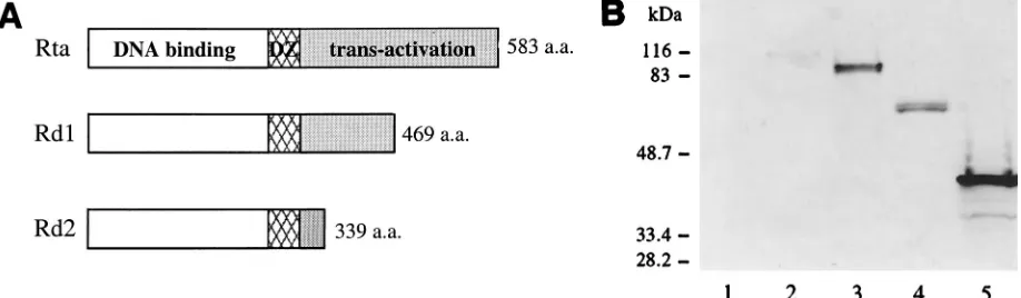 FIG. 1. Construction and expression of wild-type and mutant Rta proteins. (A) The structures of the wild-type and mutant Rta proteins areshown, with the open boxes representing the DNA binding domains, the hatched boxes representing the dimerization domains (DZ), and the