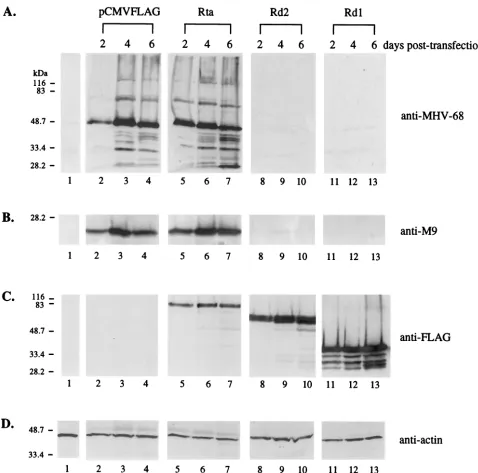 FIG. 4. Rd1 and Rd2 inhibit MHV-68 lytic protein expression from transfected virion DNA in 293T cells