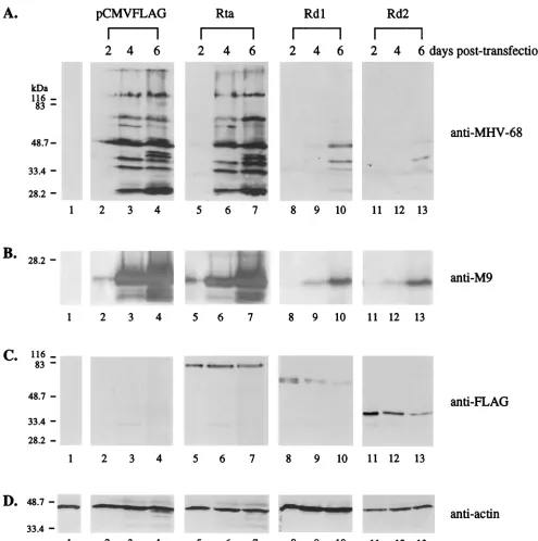 FIG. 6. Rd1 and Rd2 inhibit MHV-68 lytic protein expression from transfected virion DNA in BHK-21 cells