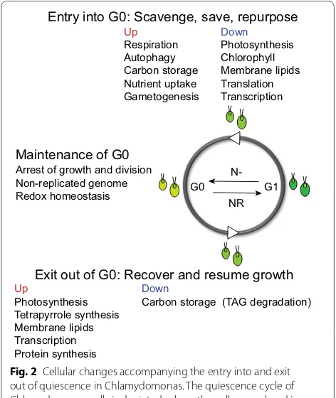 Fig. 2 Cellular changes accompanying the entry into and exit out of quiescence in Chlamydomonas