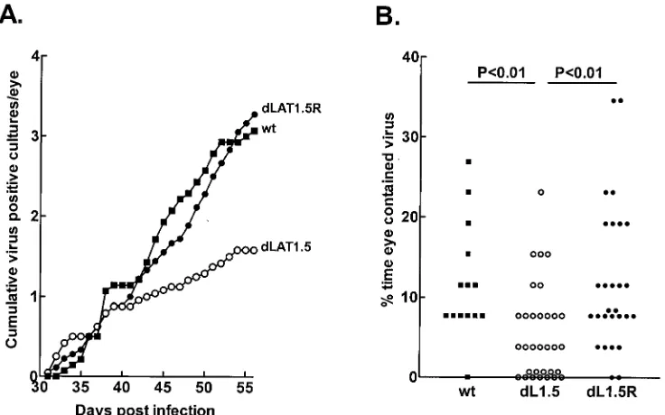FIG. 2. Spontaneous reactivation of dparental wild-type (wt) McKrae. Beginning on day 31 p.i., at which time latency had been established, tear ﬁlms were collected daily for 26 days,plated on RS cells, and observed for the presence of CPE
